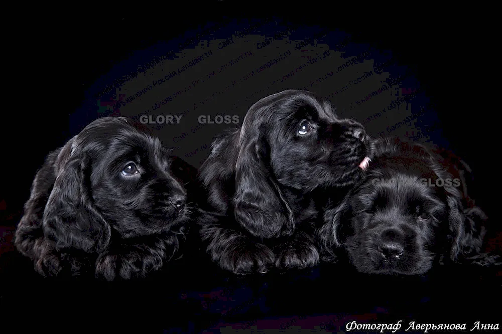 English Cocker spaniel black