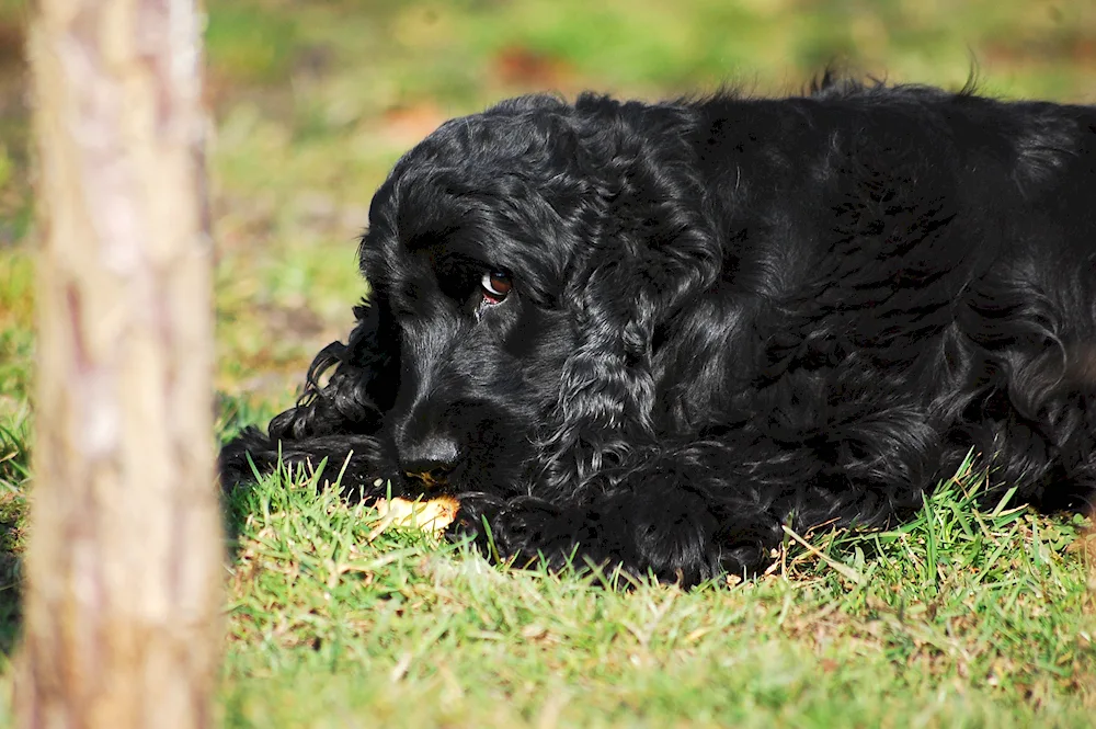 English cocker spaniel black