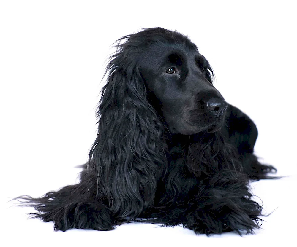 English cocker spaniel black