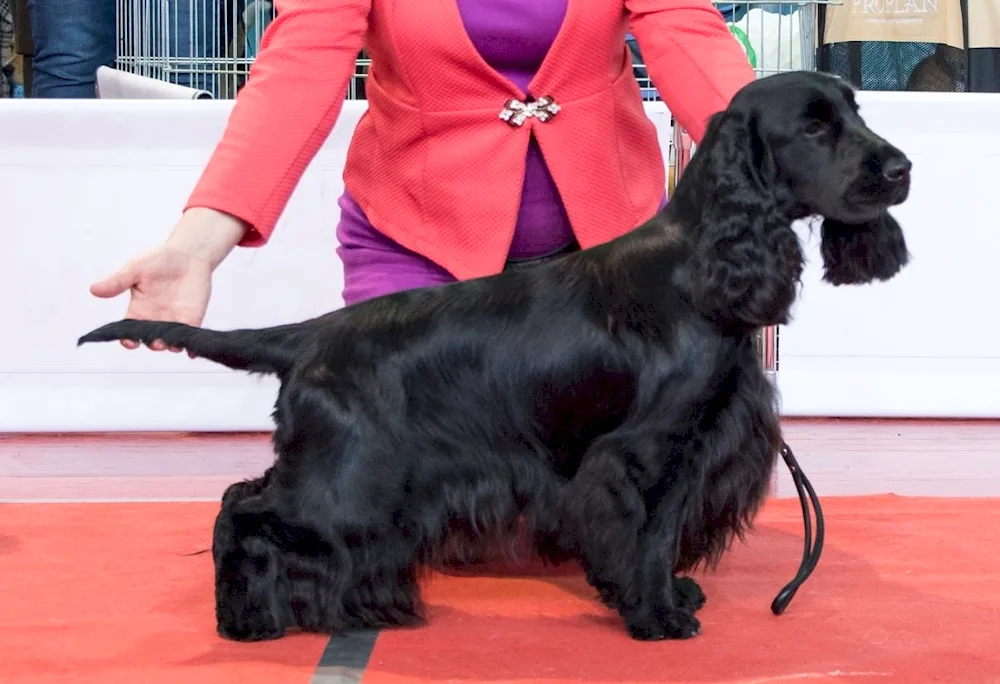 English cocker spaniel black