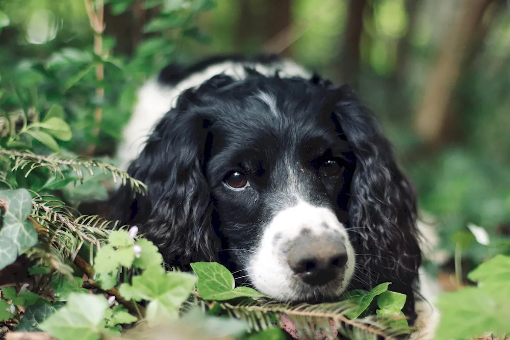 English cocker spaniel photo black