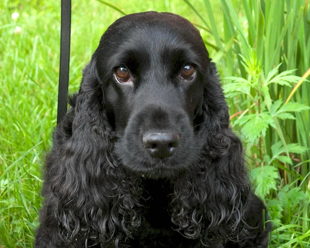 English cocker spaniel black