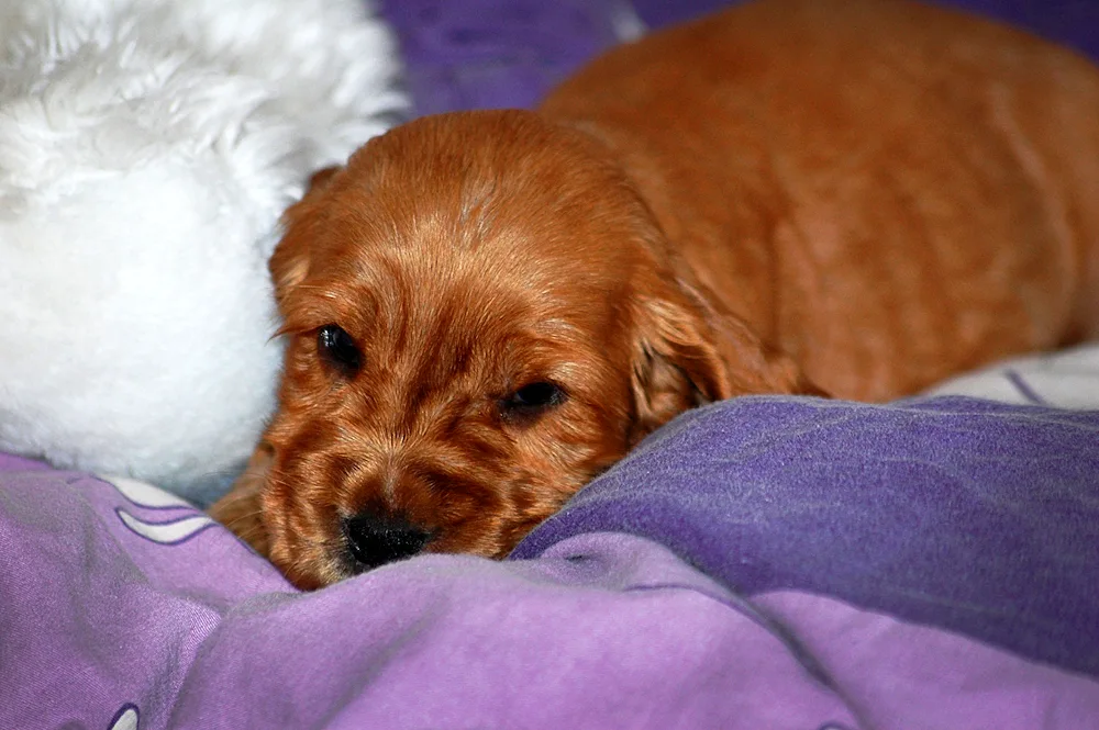 English Cocker Spaniel