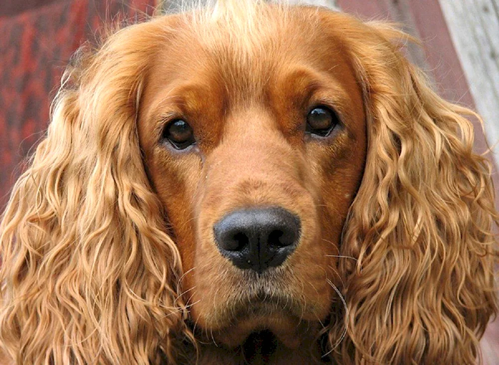 English Cocker spaniel