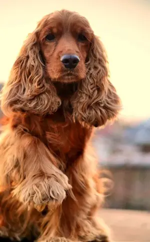 English Cocker Spaniel