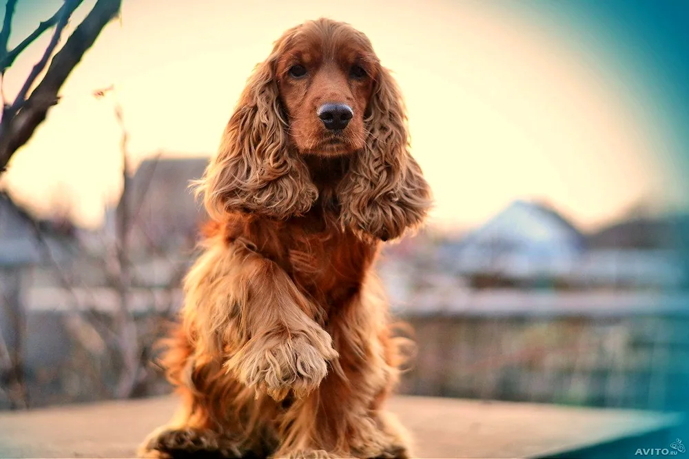 English Cocker Spaniel