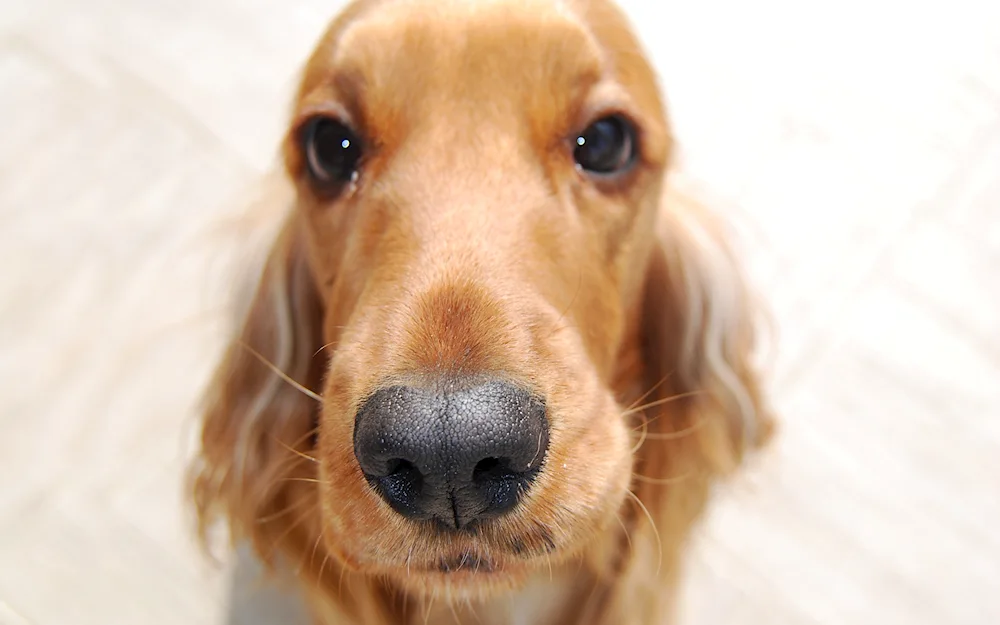 Coconut Spaniel