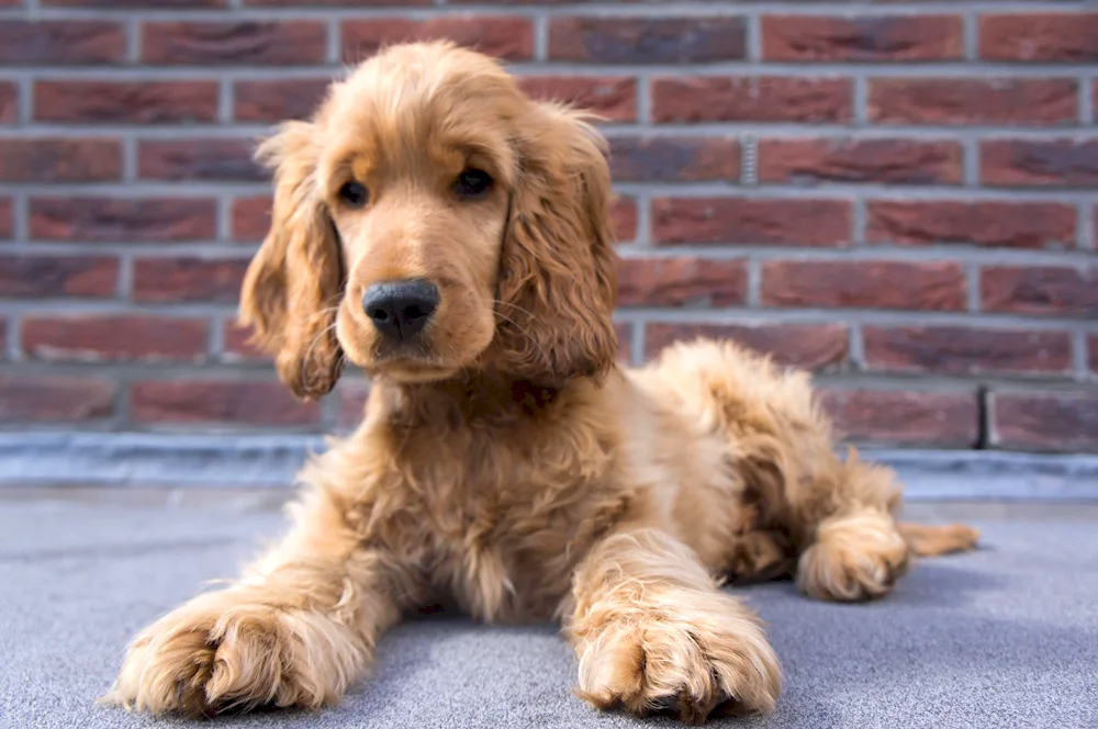 Scottish Cocker Spaniel