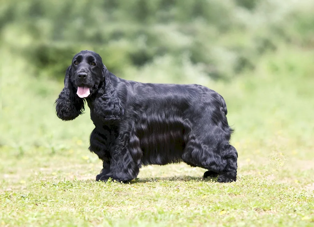 English Cocker spaniel. spaniel