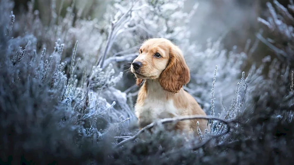 Russian hunting spaniel