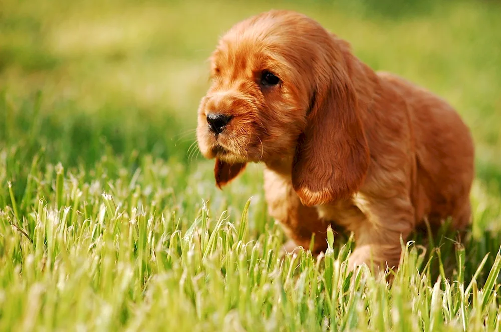 English cocker spaniel. spaniel