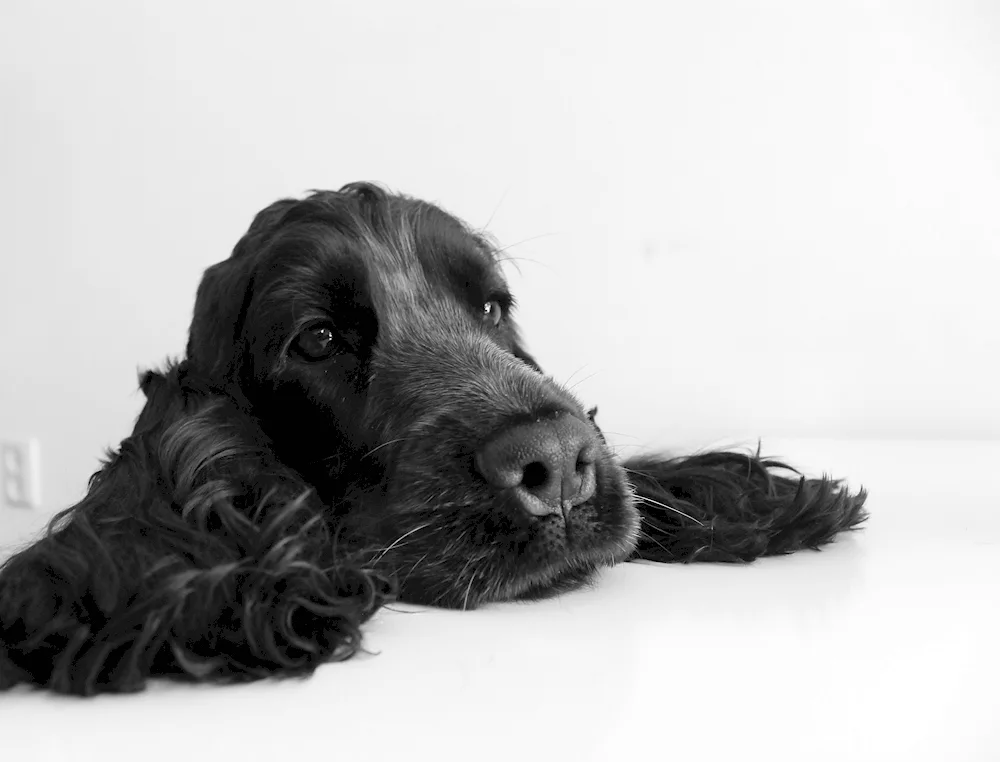 English Cocker Spaniel. spaniel