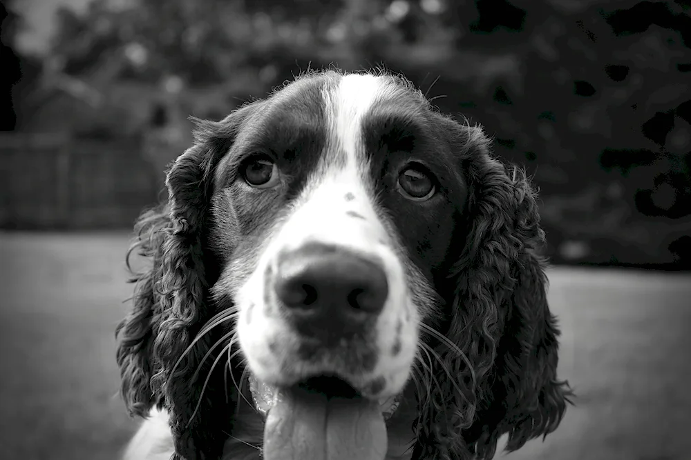 Russian hunting spaniel