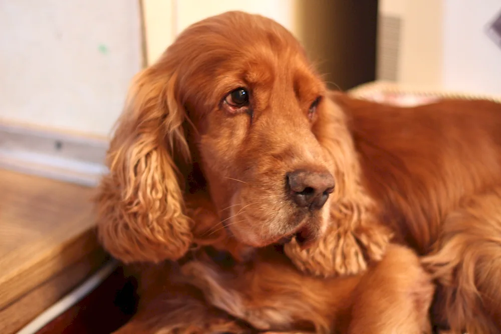 English cocker spaniel