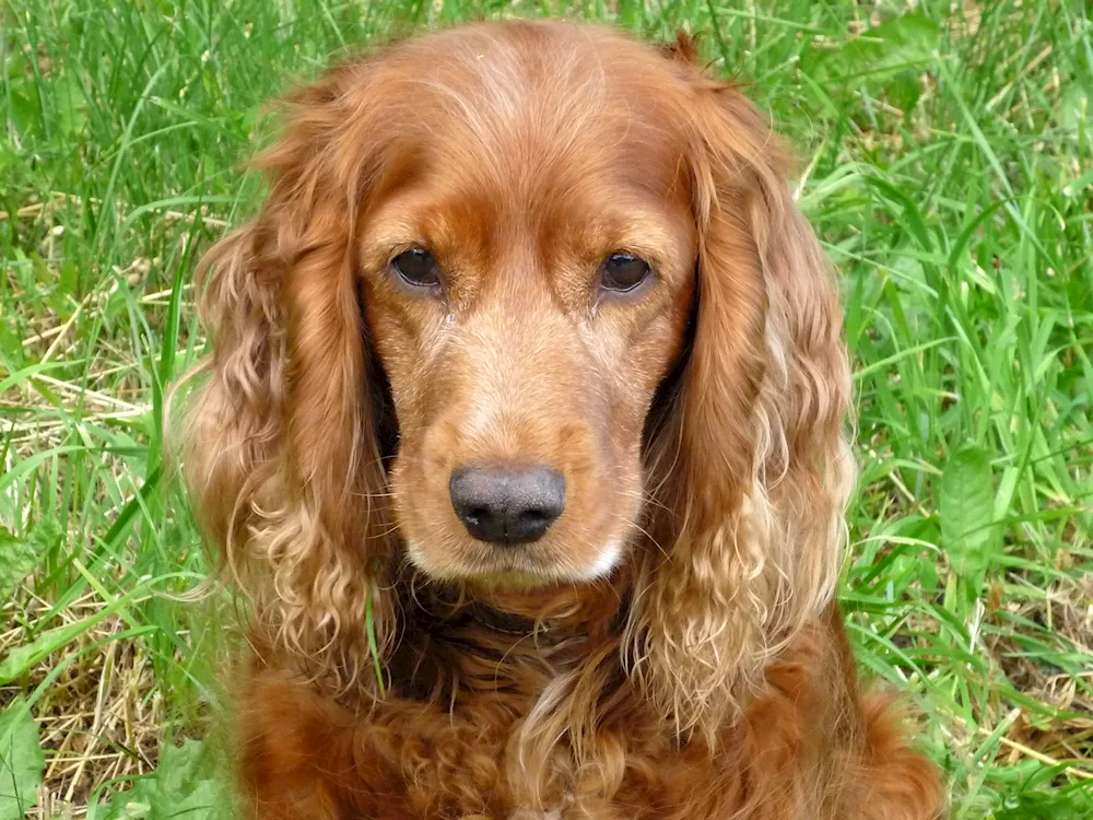 English cocker spaniel