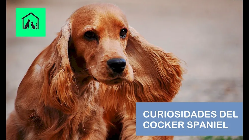 Cocker Spaniel. Spaniel