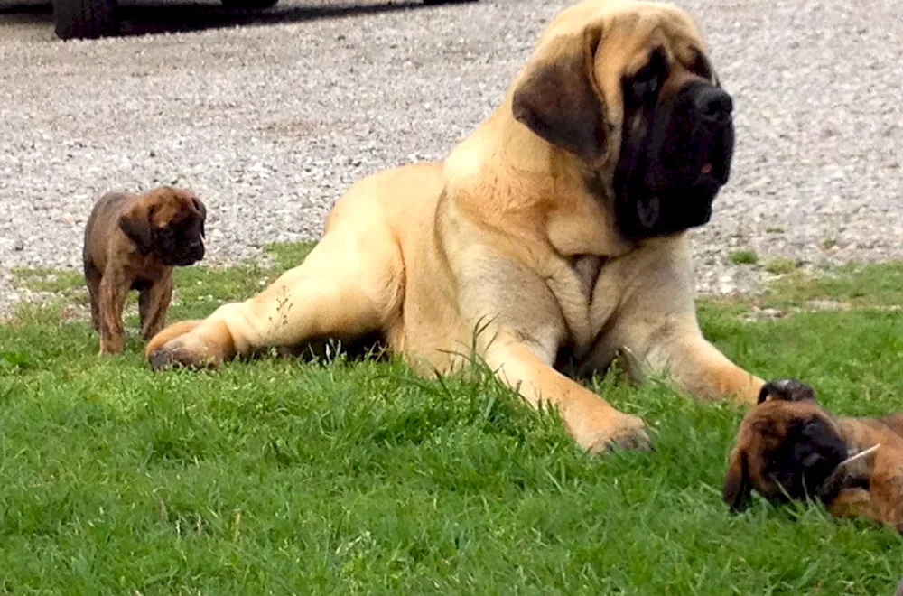 English Mastiff