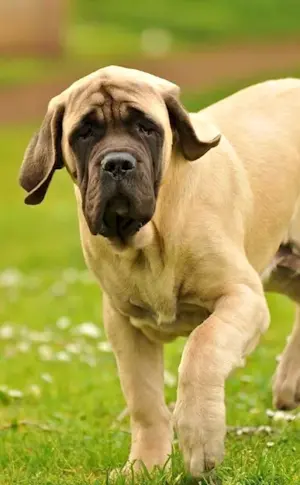 English Mastiff