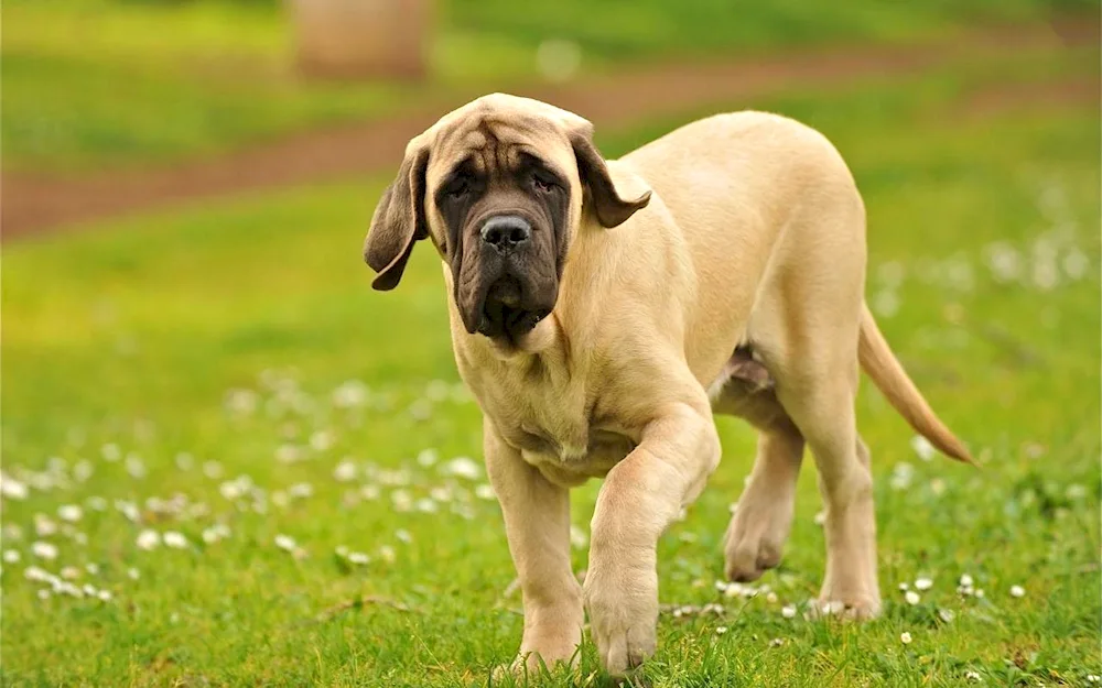 English Mastiff