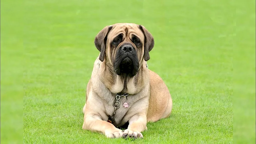 English Mastiff