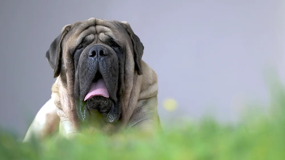 English Mastiff