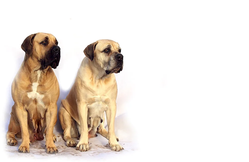 English Mastiff