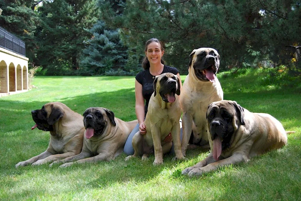 English Mastiff