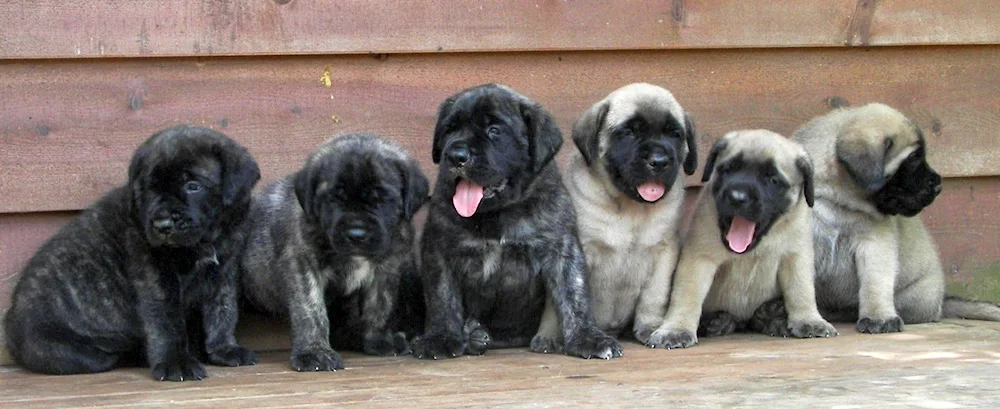 English Mastiff