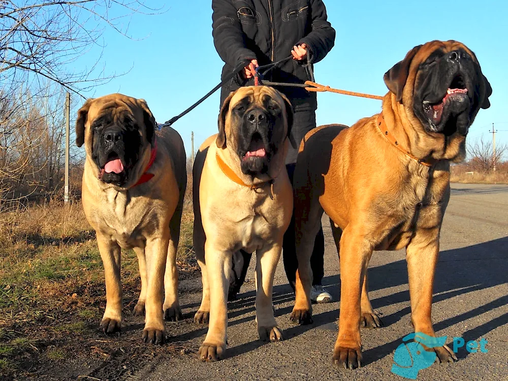 American Bulldog mini