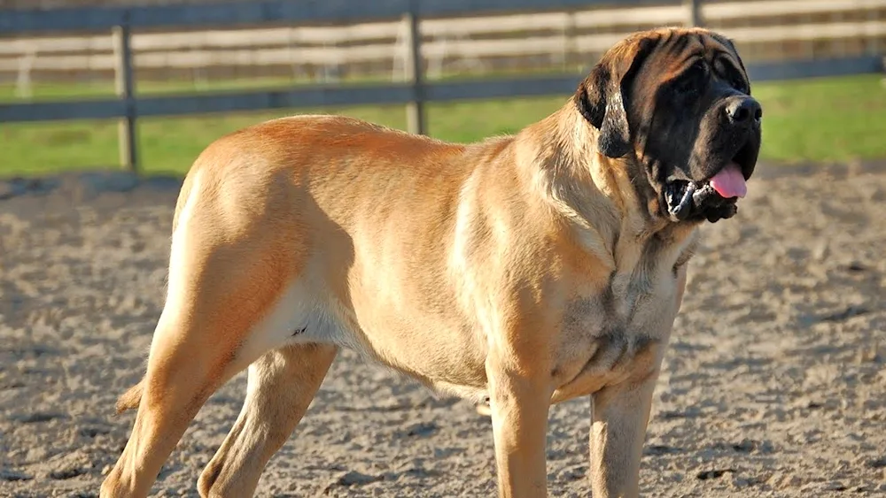 English Mastiff