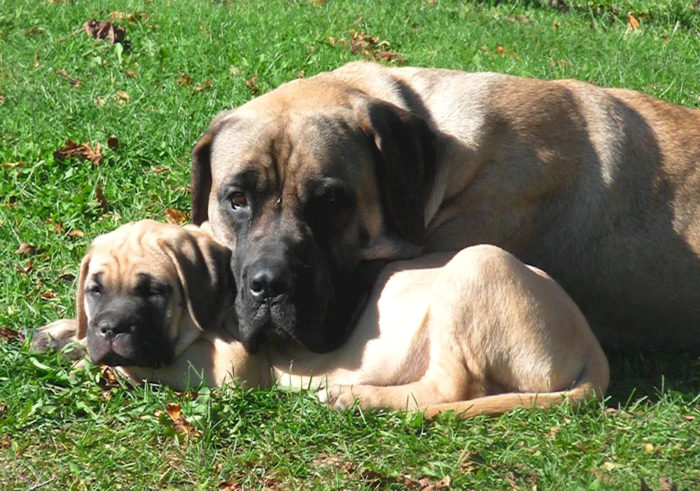 English Mastiff