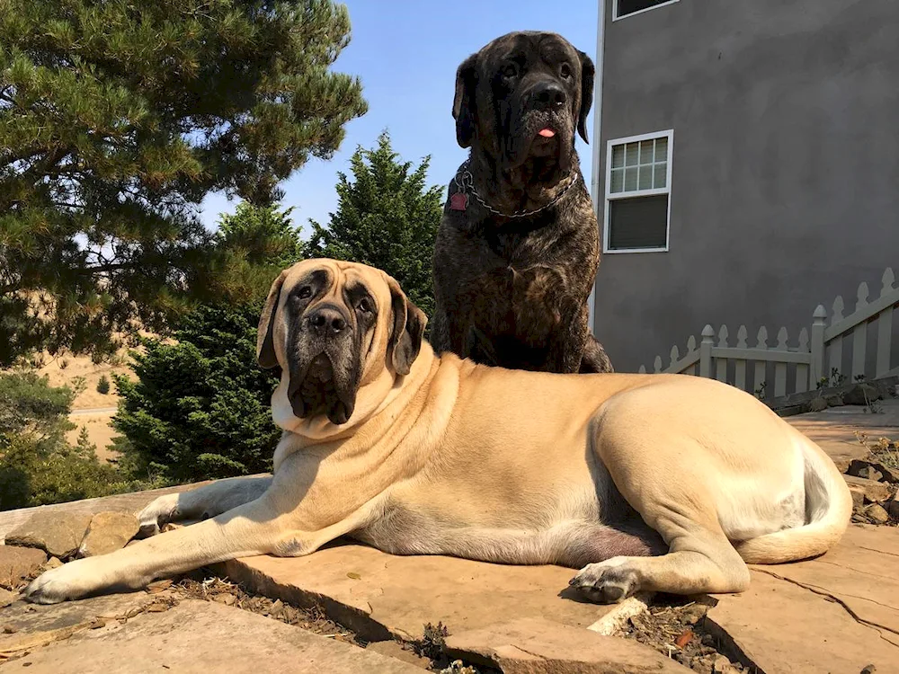 English Mastiff