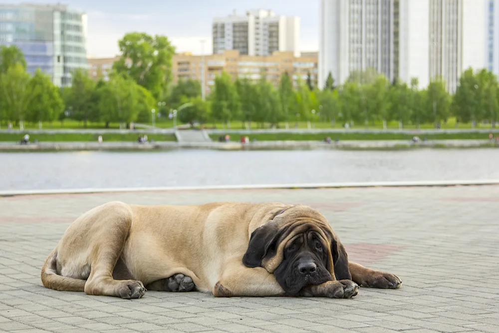 Tibetan Mastiff Hong Dong