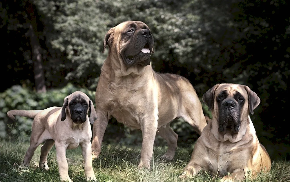 Tibetan Mastiff