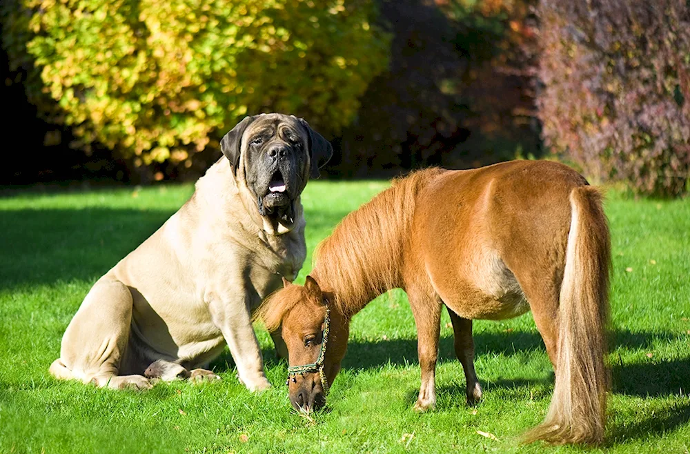 Belgian Mastiff