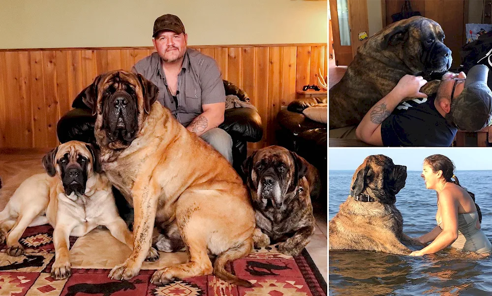 English Mastiff Aikama Zorba