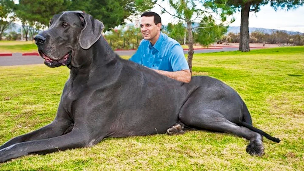 Neapolitan Mastiff