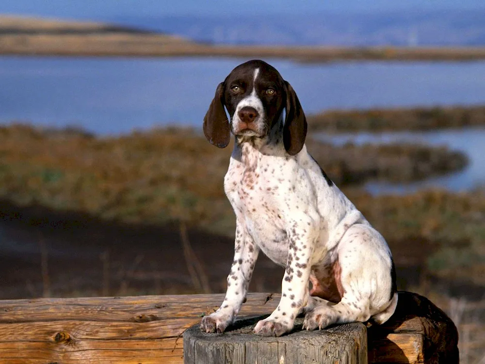 English Pointer