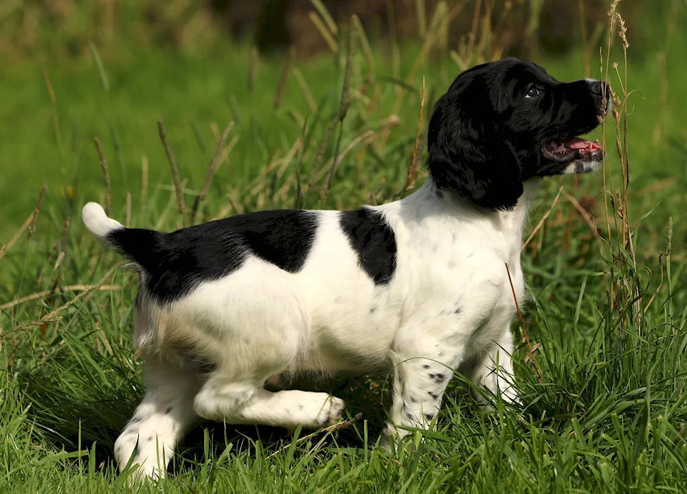 English springer spaniel