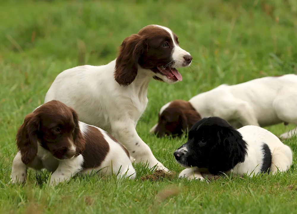 English springer spaniel. spaniel