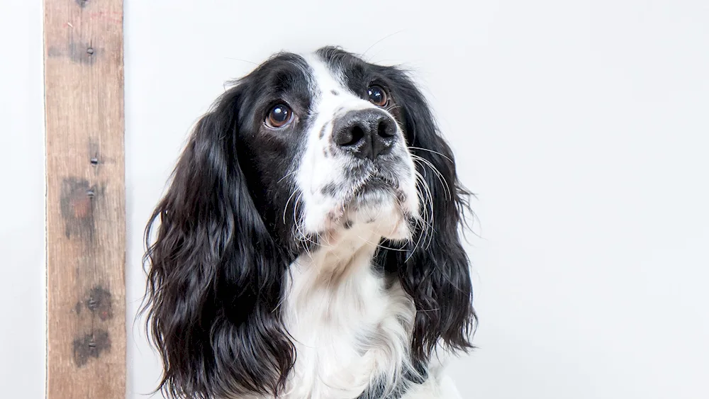 Russian hunting spaniel