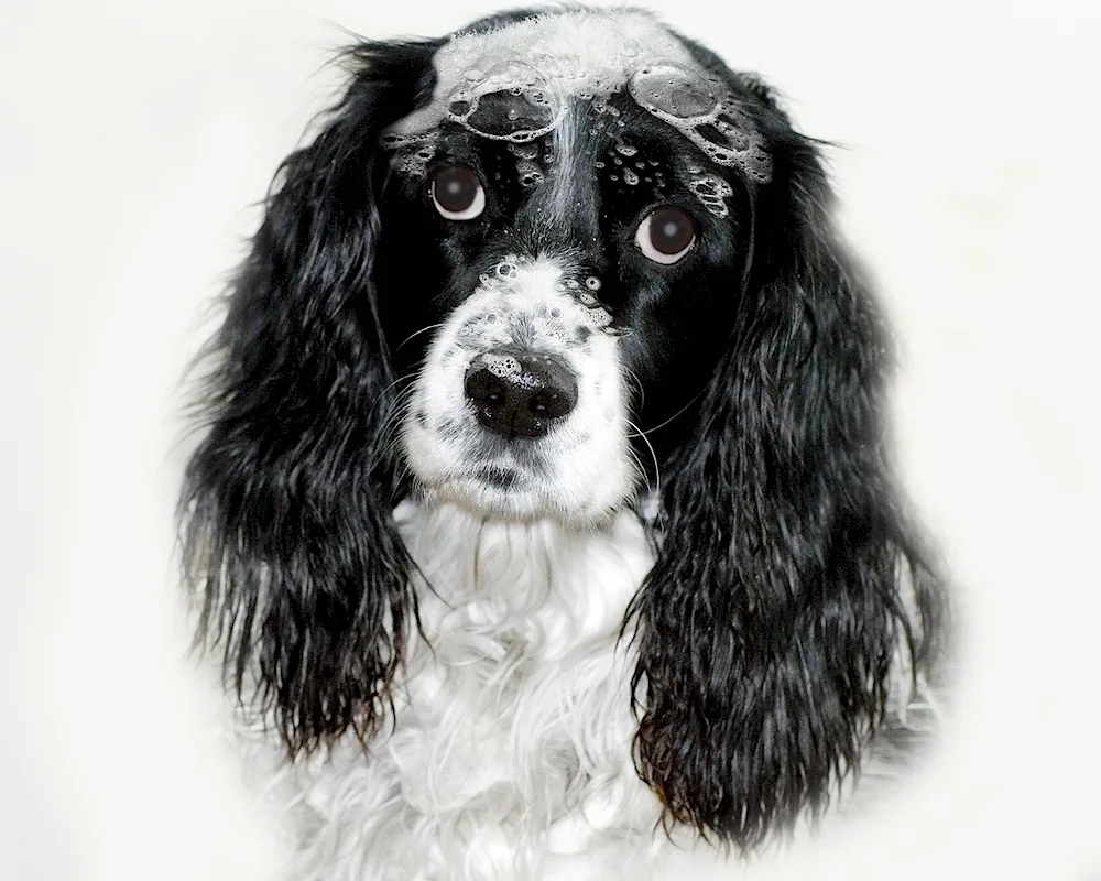 Cocker spaniel hunting