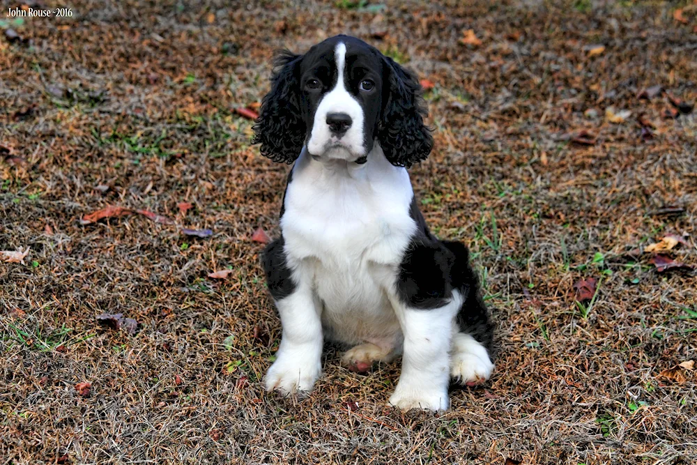 Russian hunting spaniel