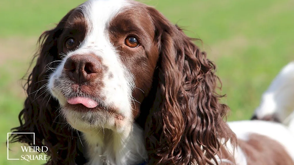 English Springer Spaniel