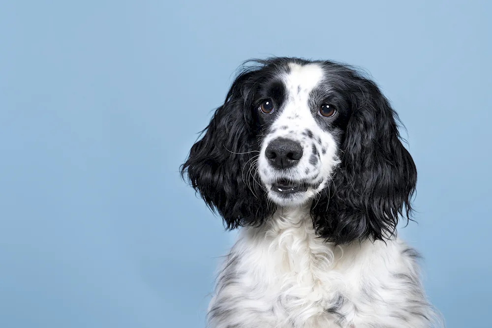 English Springer Spaniel black and white