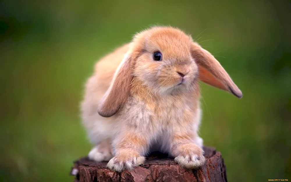 English lop-eared rabbit