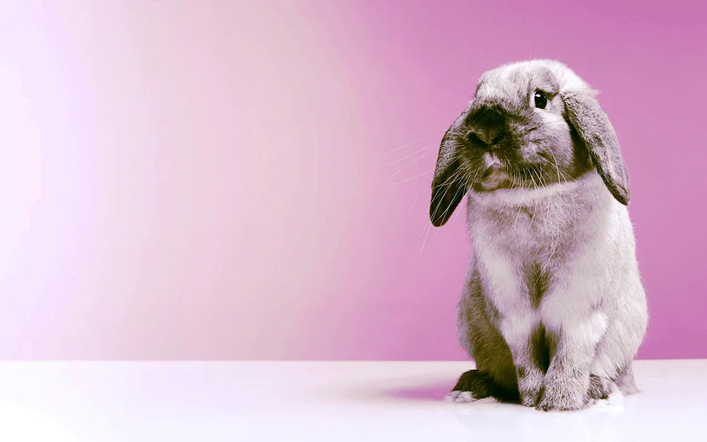 English Lop-Eared Rabbit