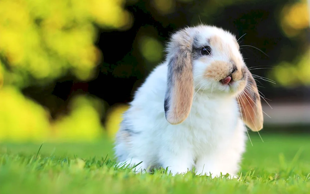 Beautiful rabbit