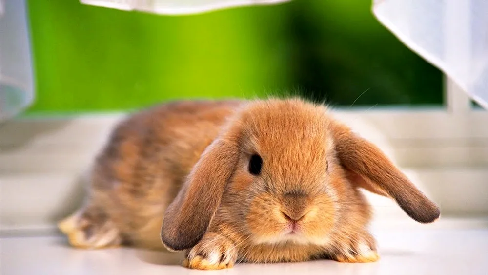 Beautiful rabbit