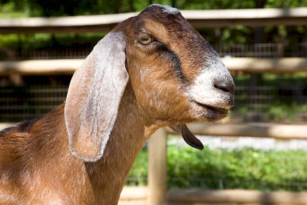 Hornless goat